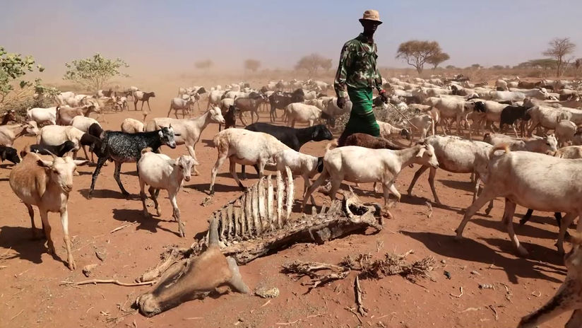 Northern Kenya drought pushes millions to hunger